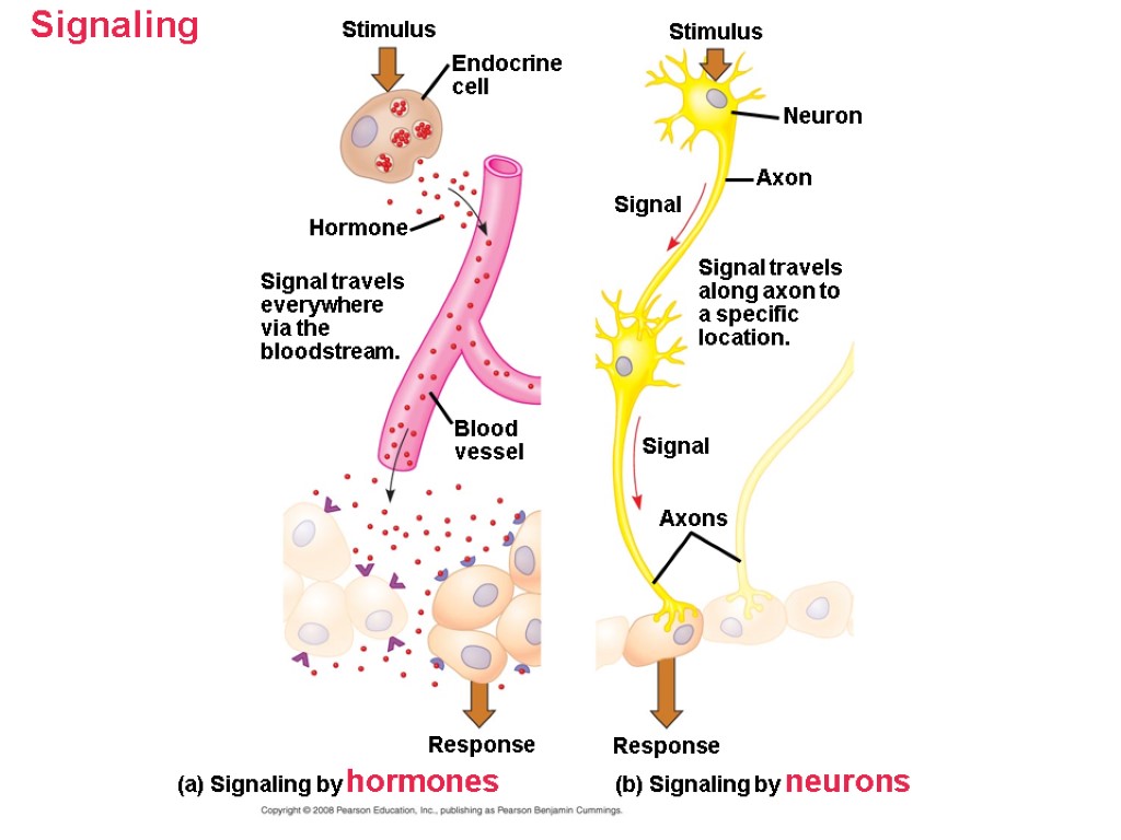 Signaling Stimulus Hormone Endocrine cell Signal travels everywhere via the bloodstream. Blood vessel Response